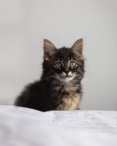 SASSy Pets: Hugo