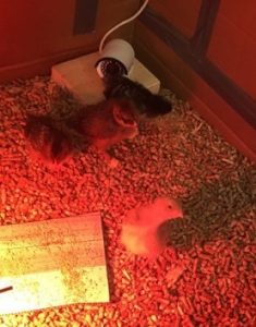 SASSy Pets: Cutie, Deuce, High Flyer, and Star