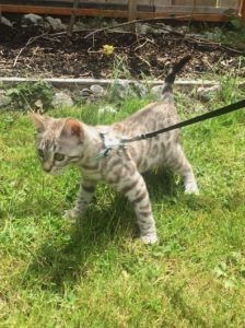 SASSy Pets: Bagel the Bengal Cat