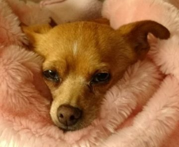 SASSy Pets Tribute to Juliet