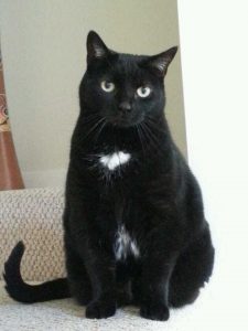 SASSy Pets: Angel and Oatmeal