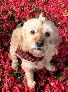 SASSy Pets: Karma the Cockapoo