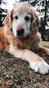 SASSy Pets: Laker